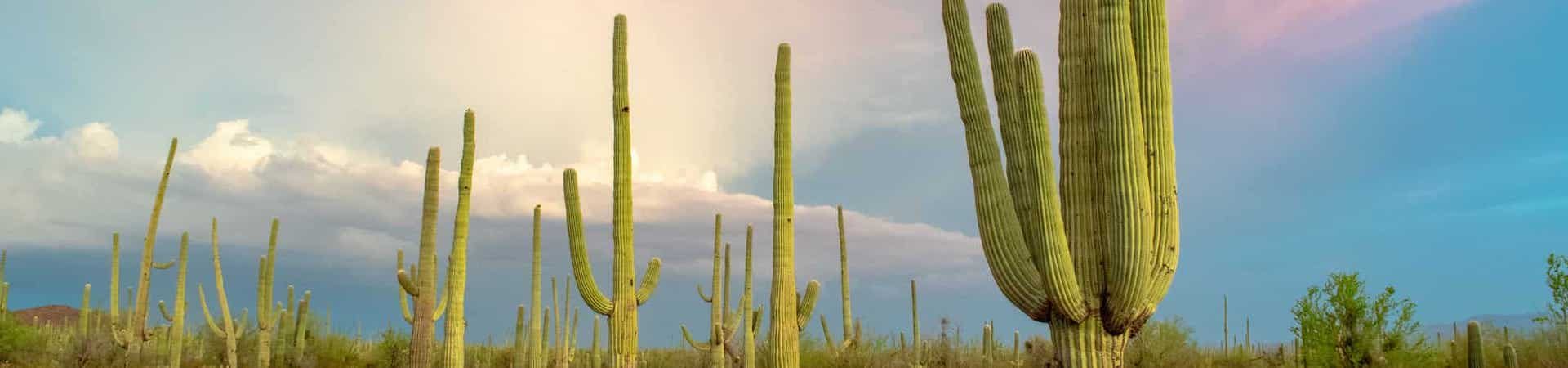  picture of sonoran desert landscape 